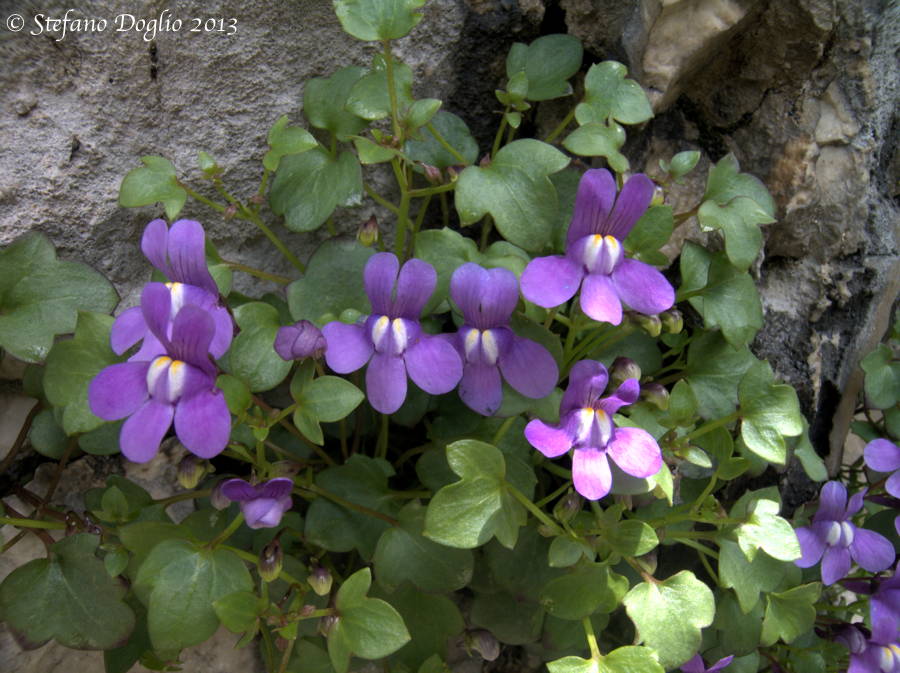 Cymbalaria sp. (C. pallida) a Campo Staffi